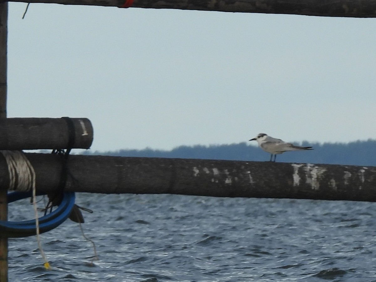 Guifette moustac - ML646833038