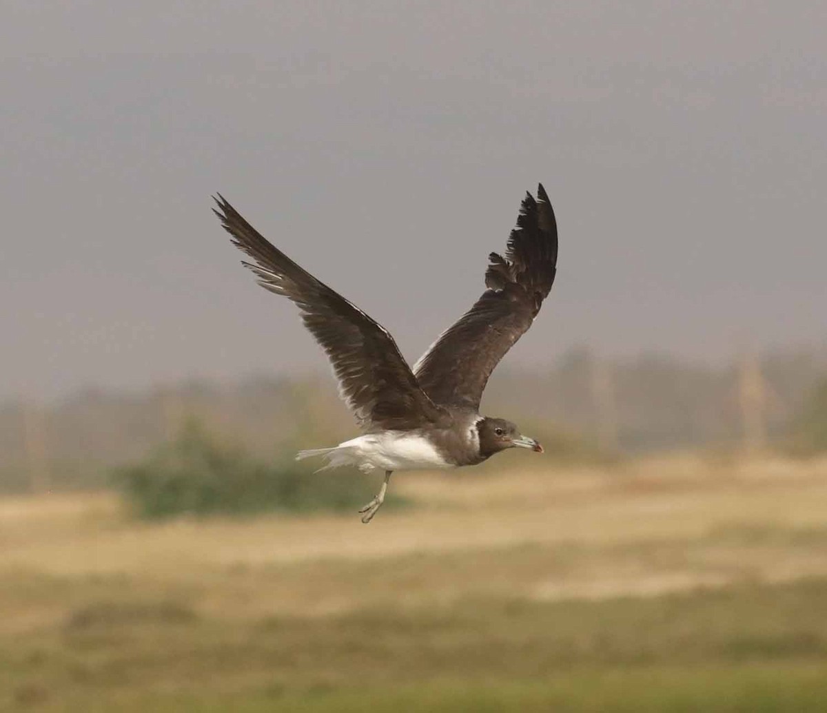 ススケカモメ - ML646833039