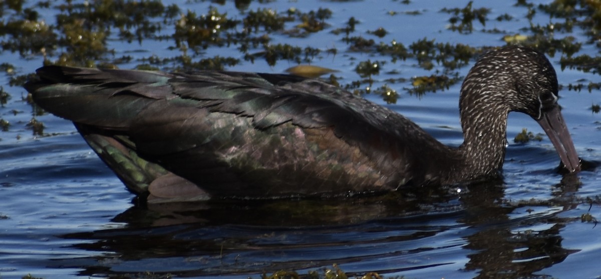 Çeltikçi - ML646833040