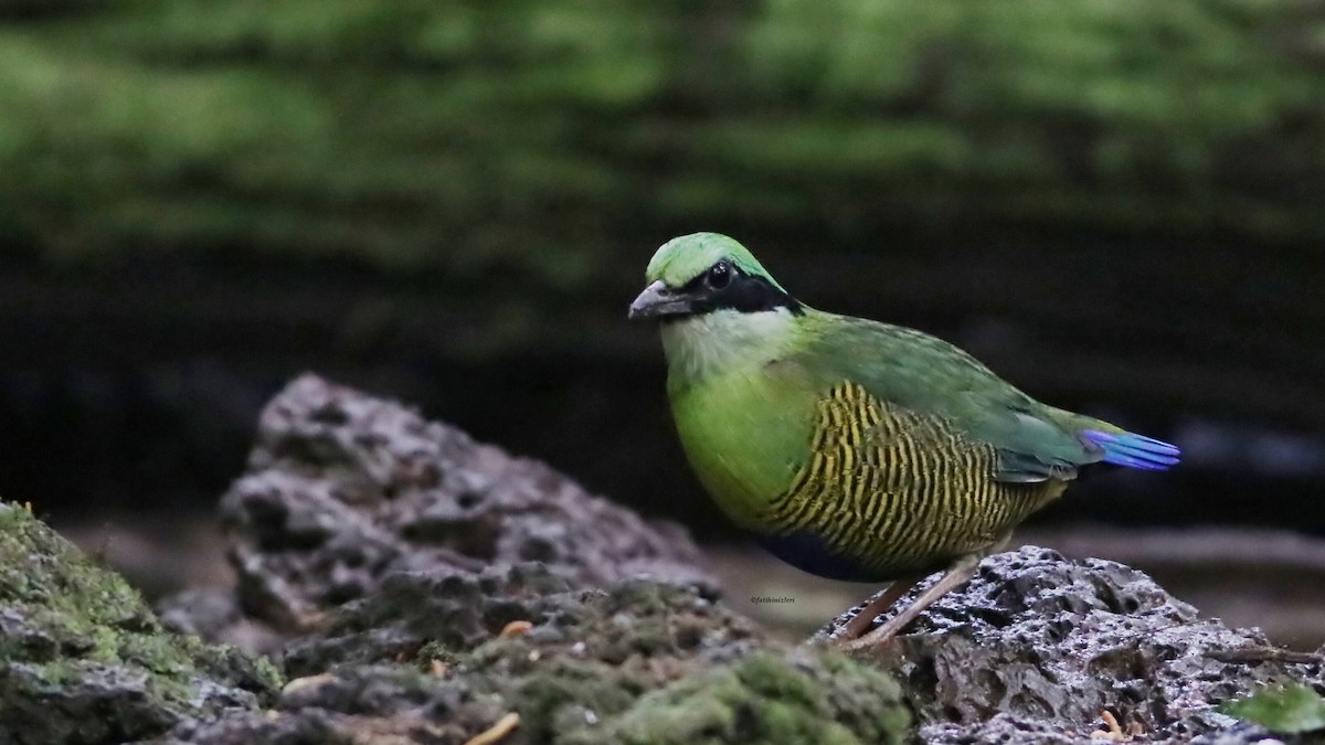 Elliot Pittası - ML646833041