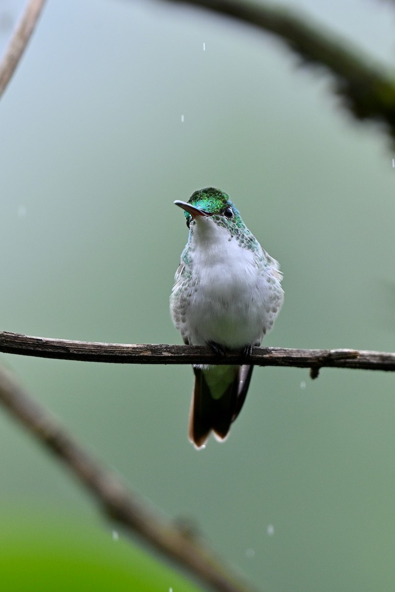 Andean Emerald - ML646833048