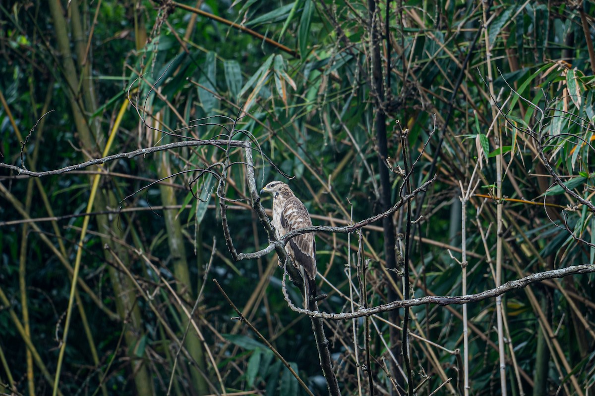 Oriental Honey-buzzard - ML646833049