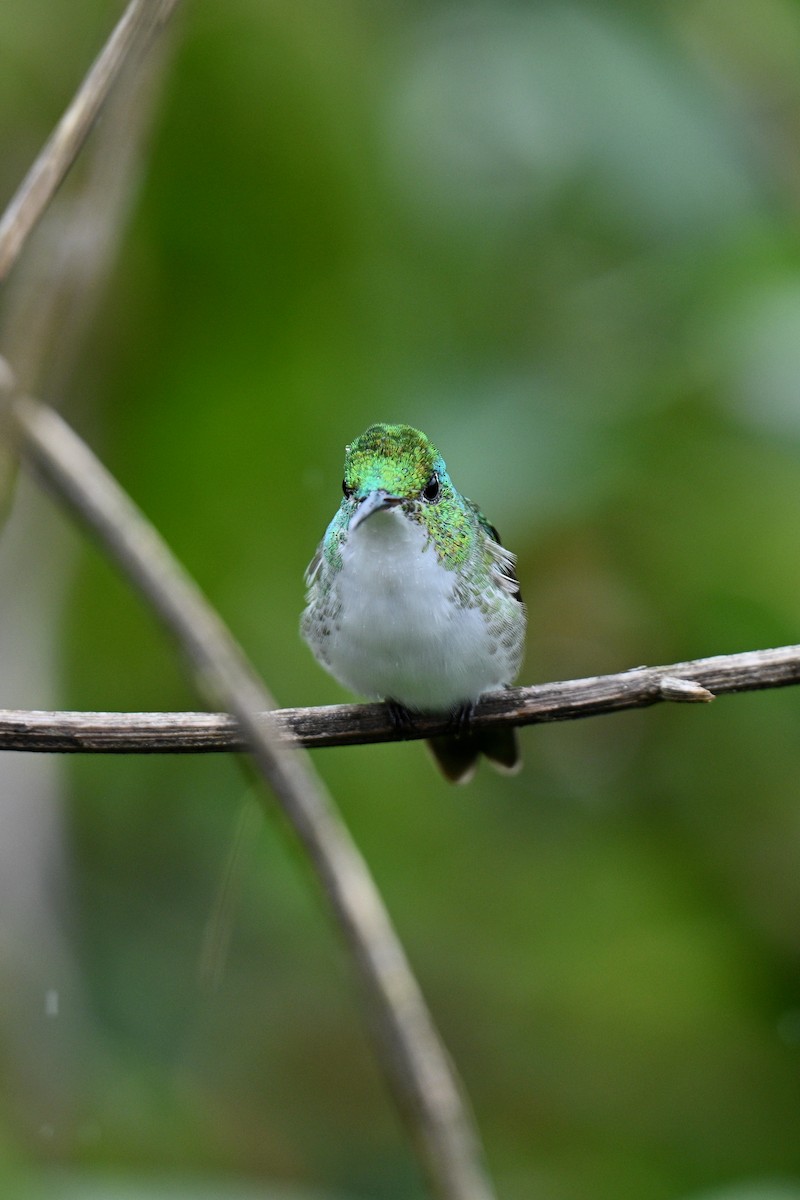 Andean Emerald - ML646833050