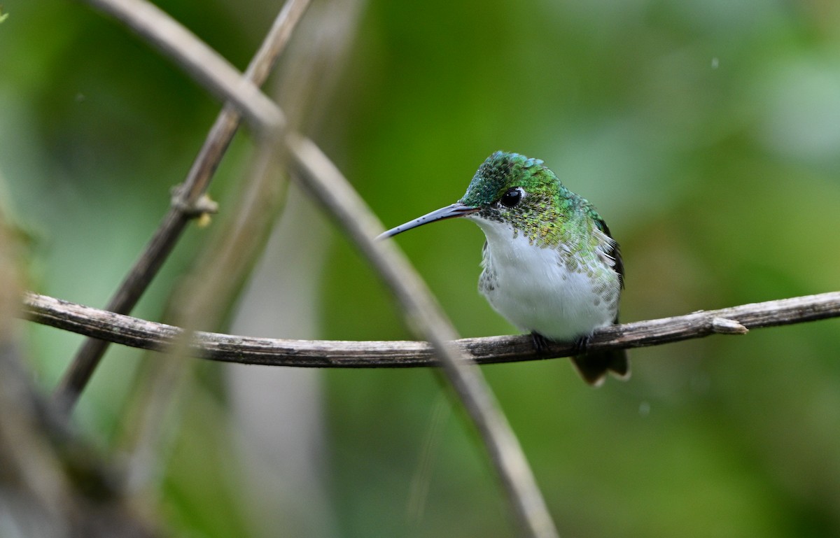 Andean Emerald - ML646833051