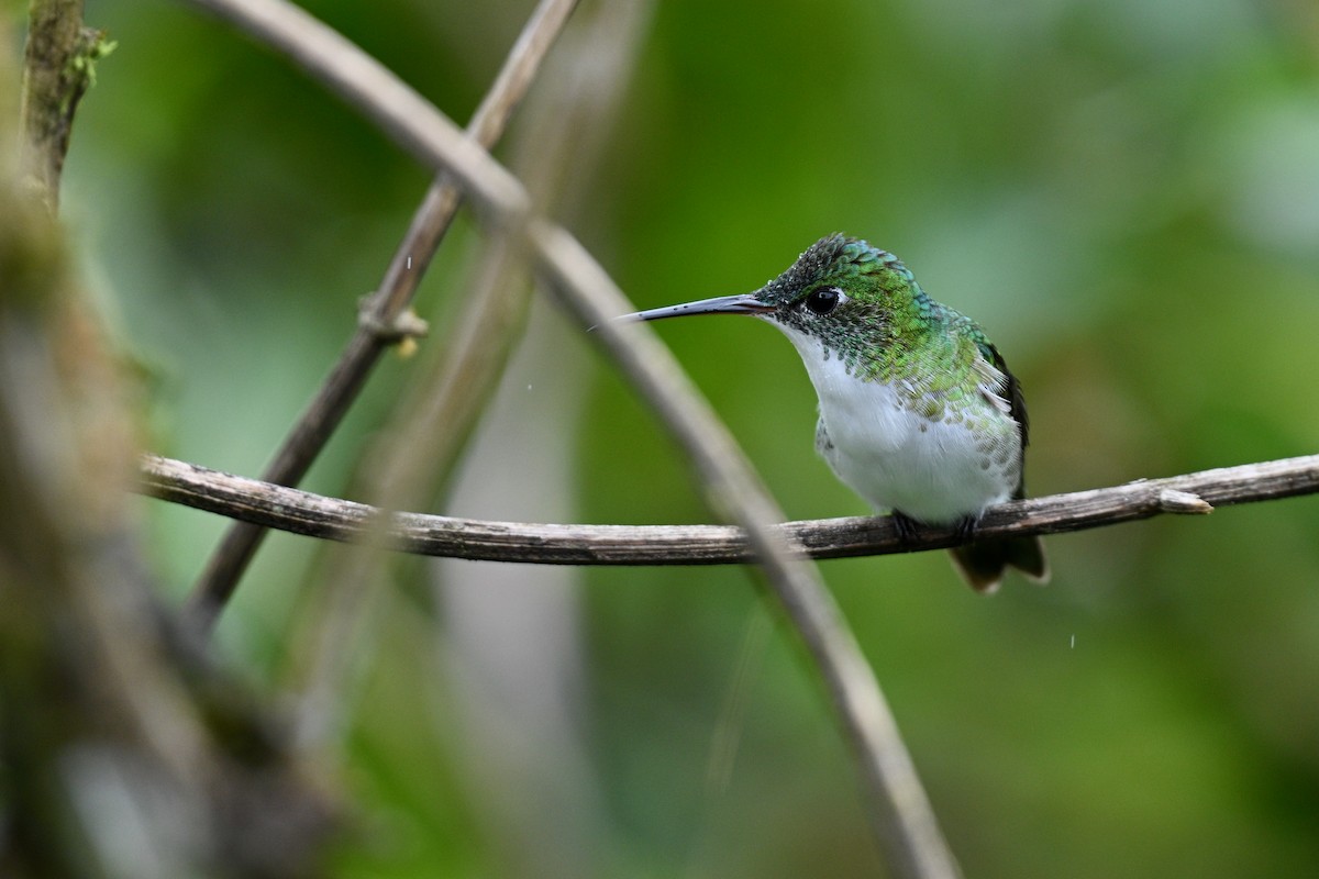 Andean Emerald - ML646833052