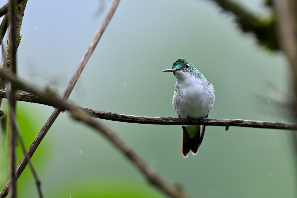 Andean Emerald - ML646833053