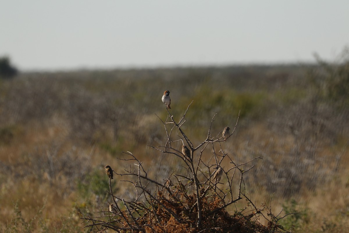 Great Rufous Sparrow - ML646833054