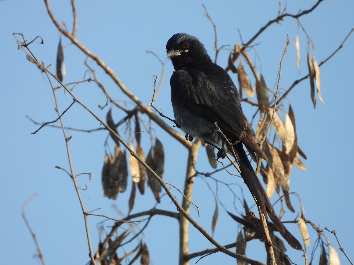 Black Drongo - ML646833055