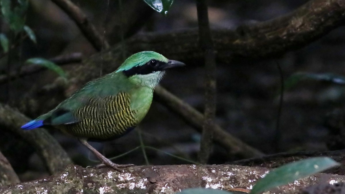 Elliot Pittası - ML646833056