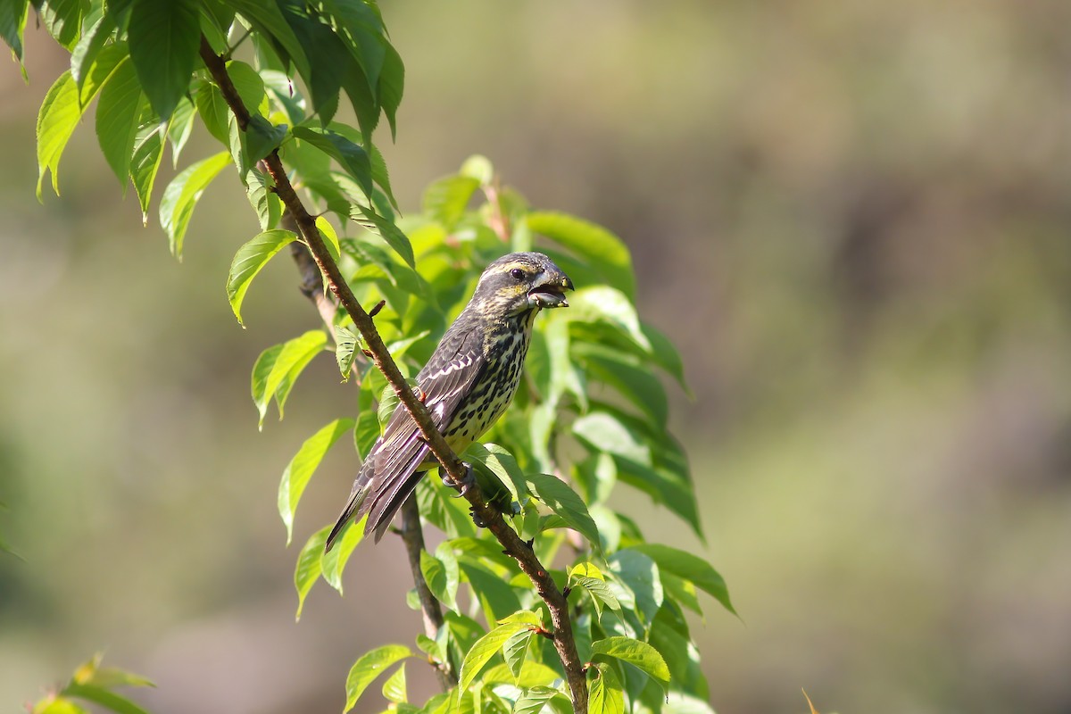 Gros-bec à ailes tachetées - ML646833057