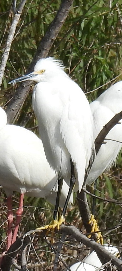 ユキコサギ - ML646833059