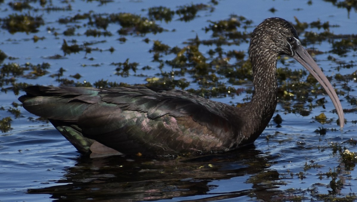 מגלן חום - ML646833060
