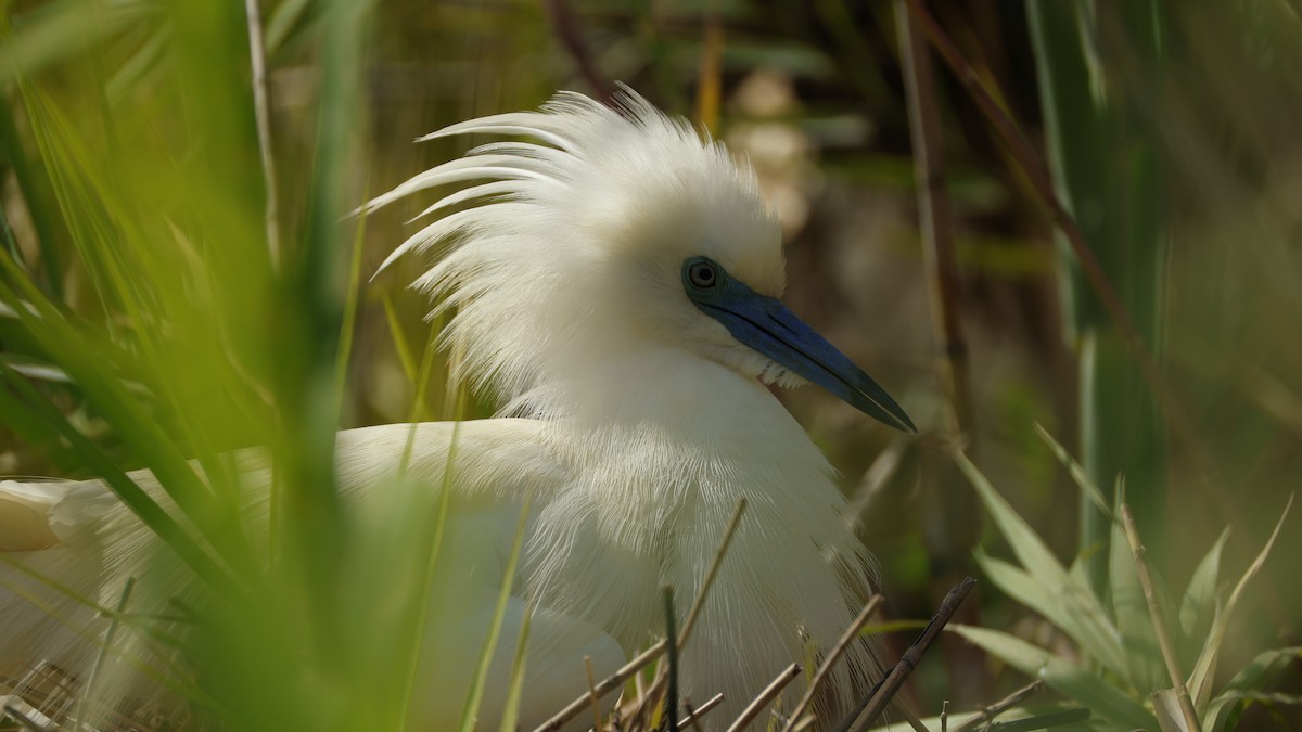 Malagasy Pond-Heron - ML646833062