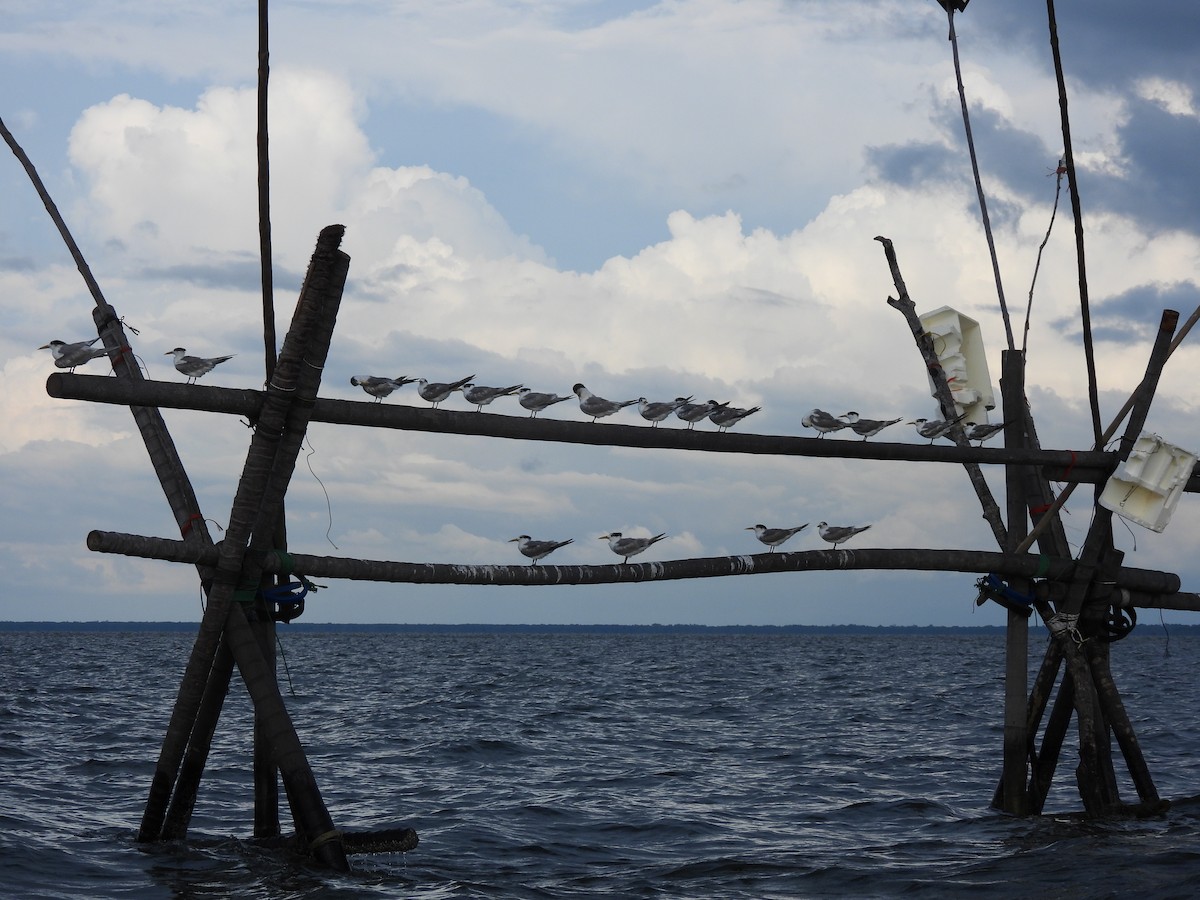 鳳頭燕鷗 - ML646833065