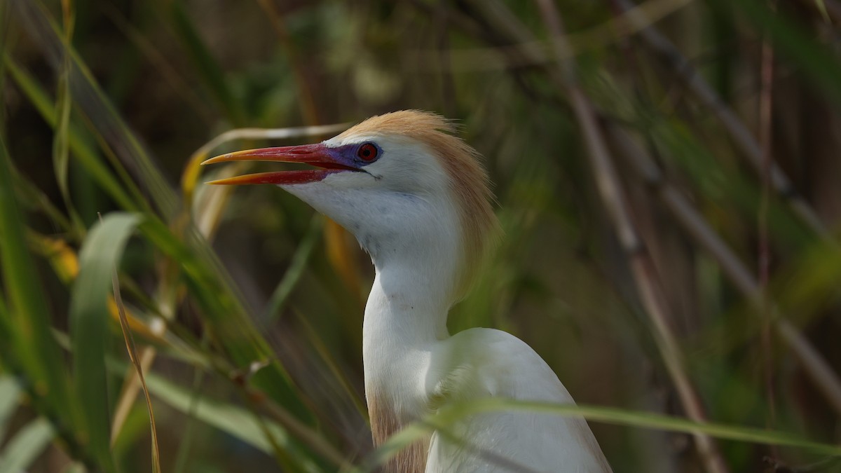 אנפית בקר מערבית - ML646833066