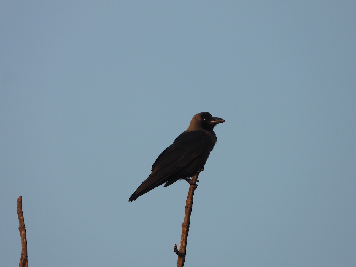 עורב הודי - ML646833067
