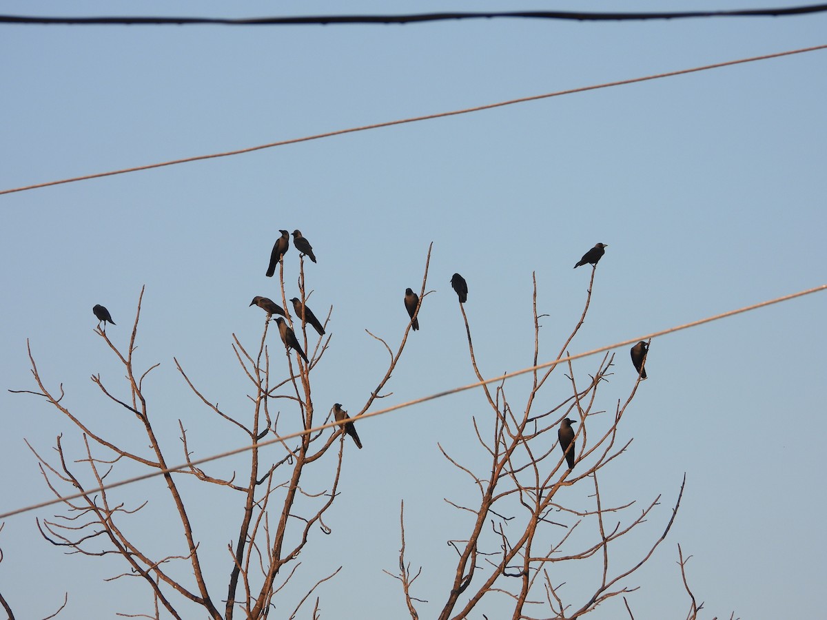 עורב הודי - ML646833068
