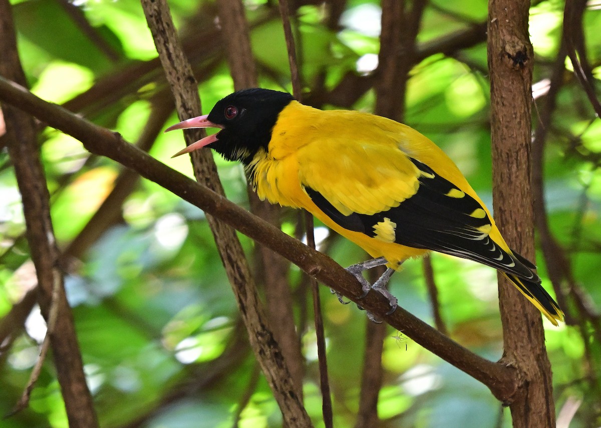 Black-hooded Oriole - ML646833070