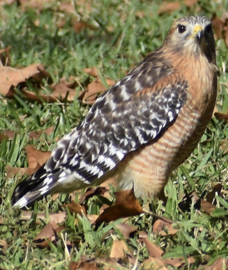 Red-shouldered Hawk - ML646833071