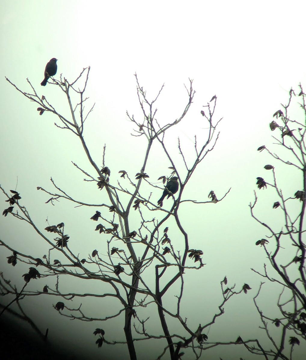 クロムクドリモドキ - ML646833072