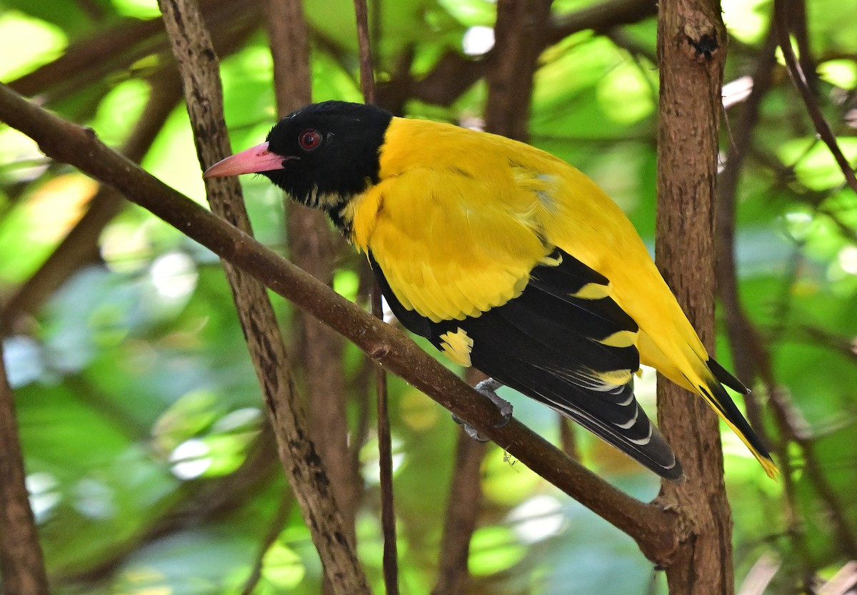 Black-hooded Oriole - ML646833073
