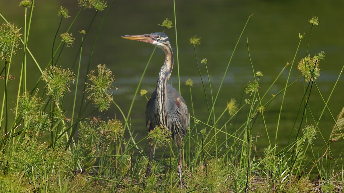 אנפה ארגמנית - ML646833074