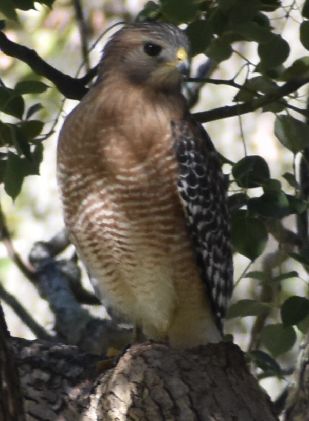 Red-shouldered Hawk - ML646833075