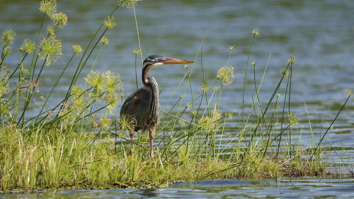 אנפה ארגמנית - ML646833079
