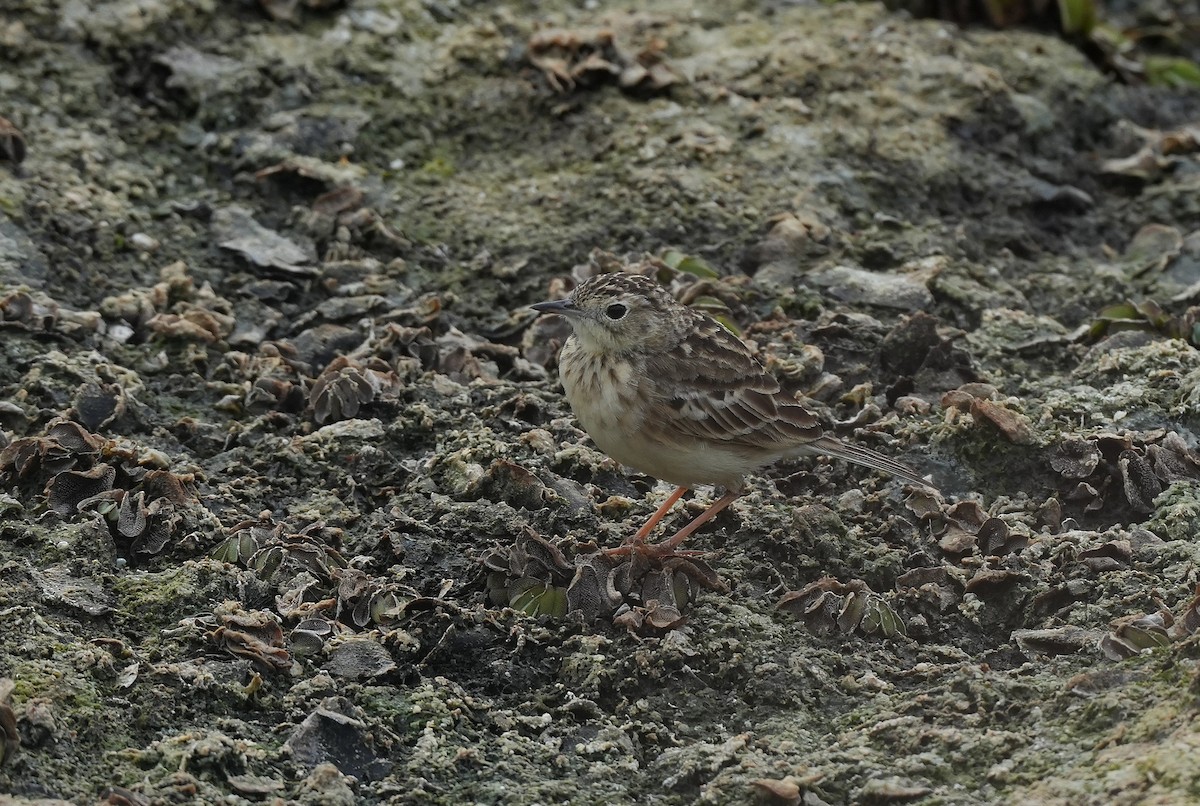Yellowish Pipit - ML646833080