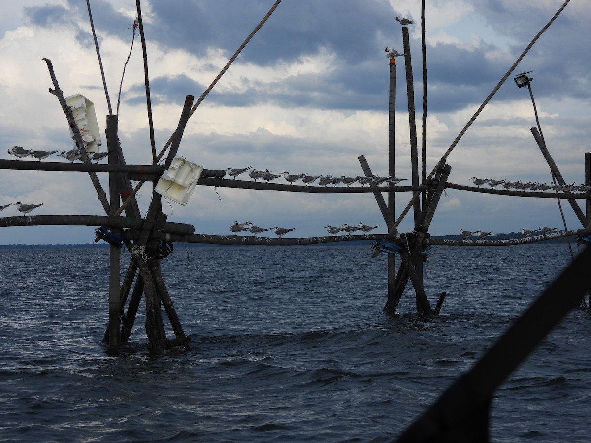 鳳頭燕鷗 - ML646833081