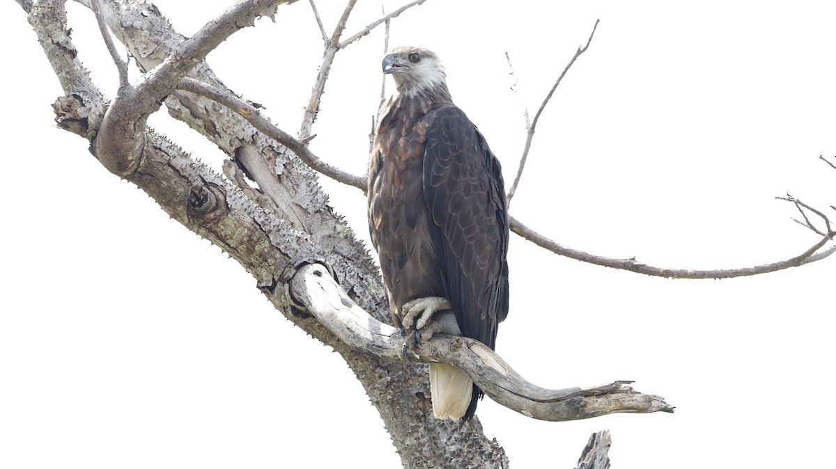 Madagascar Fish-Eagle - ML646833082