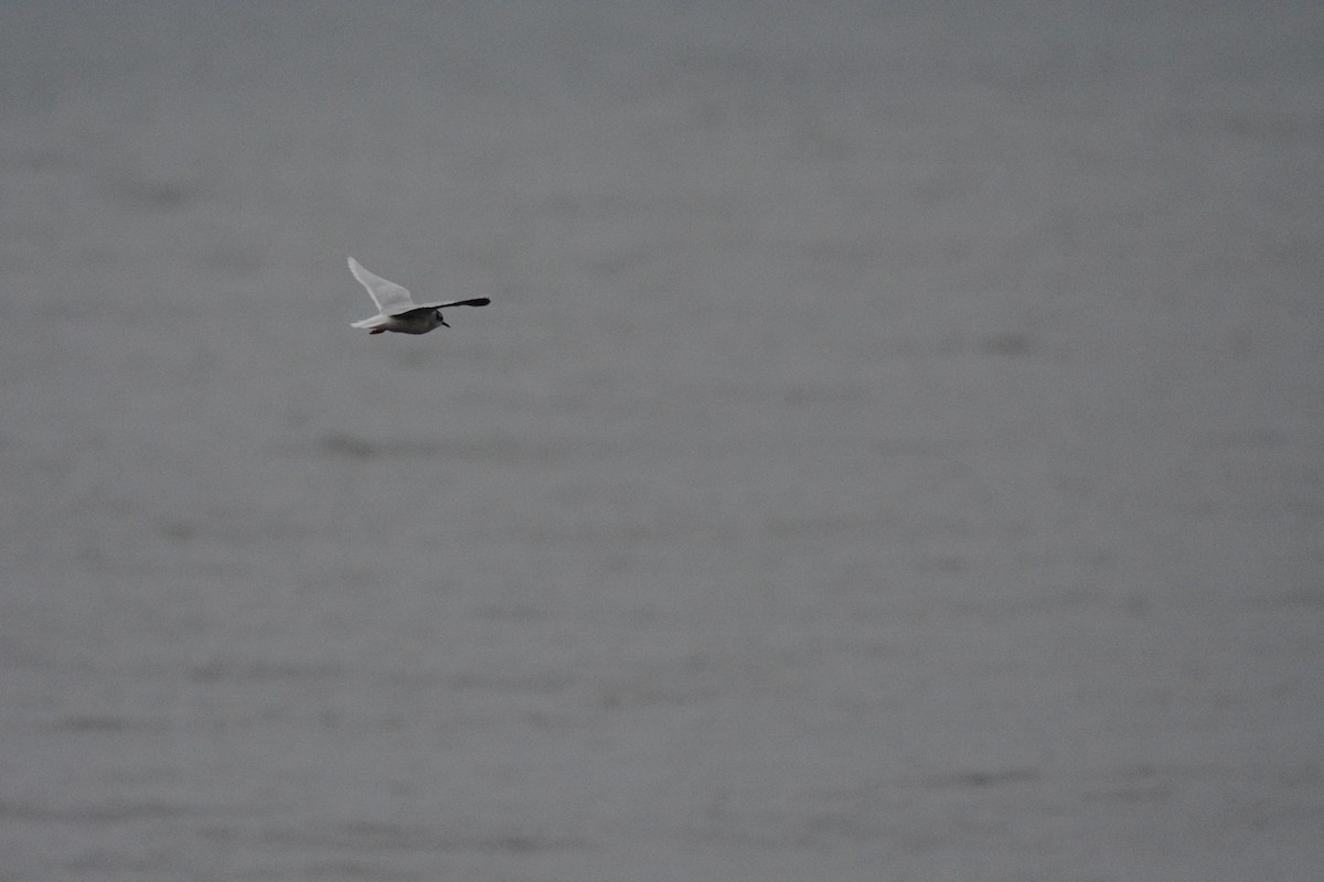 dvergmåke - ML646833083