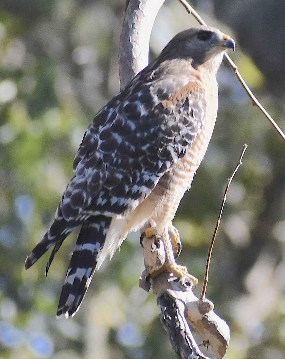 Red-shouldered Hawk - ML646833084