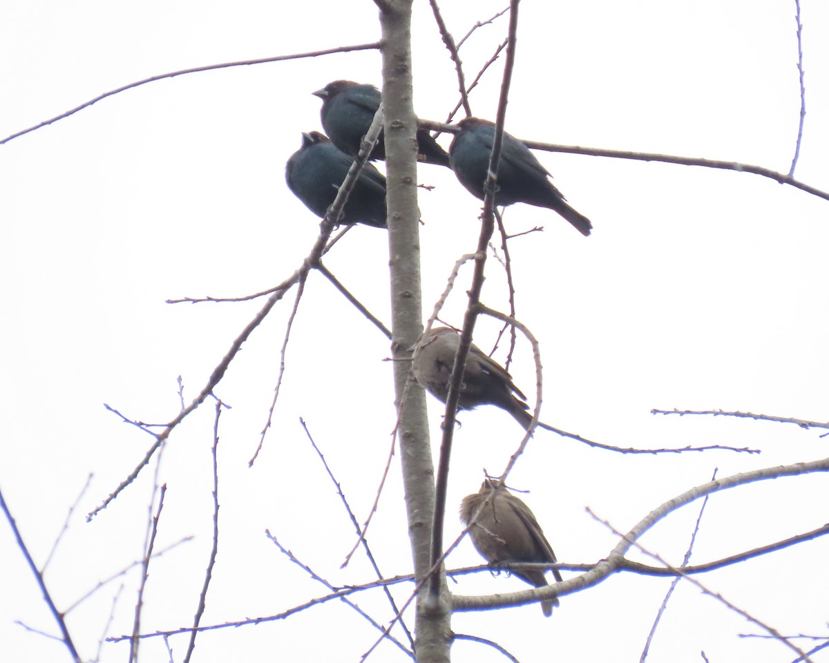 Braunkopf-Kuhstärling - ML646833085