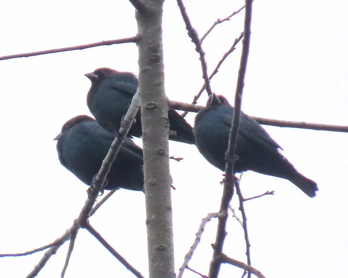 Braunkopf-Kuhstärling - ML646833086