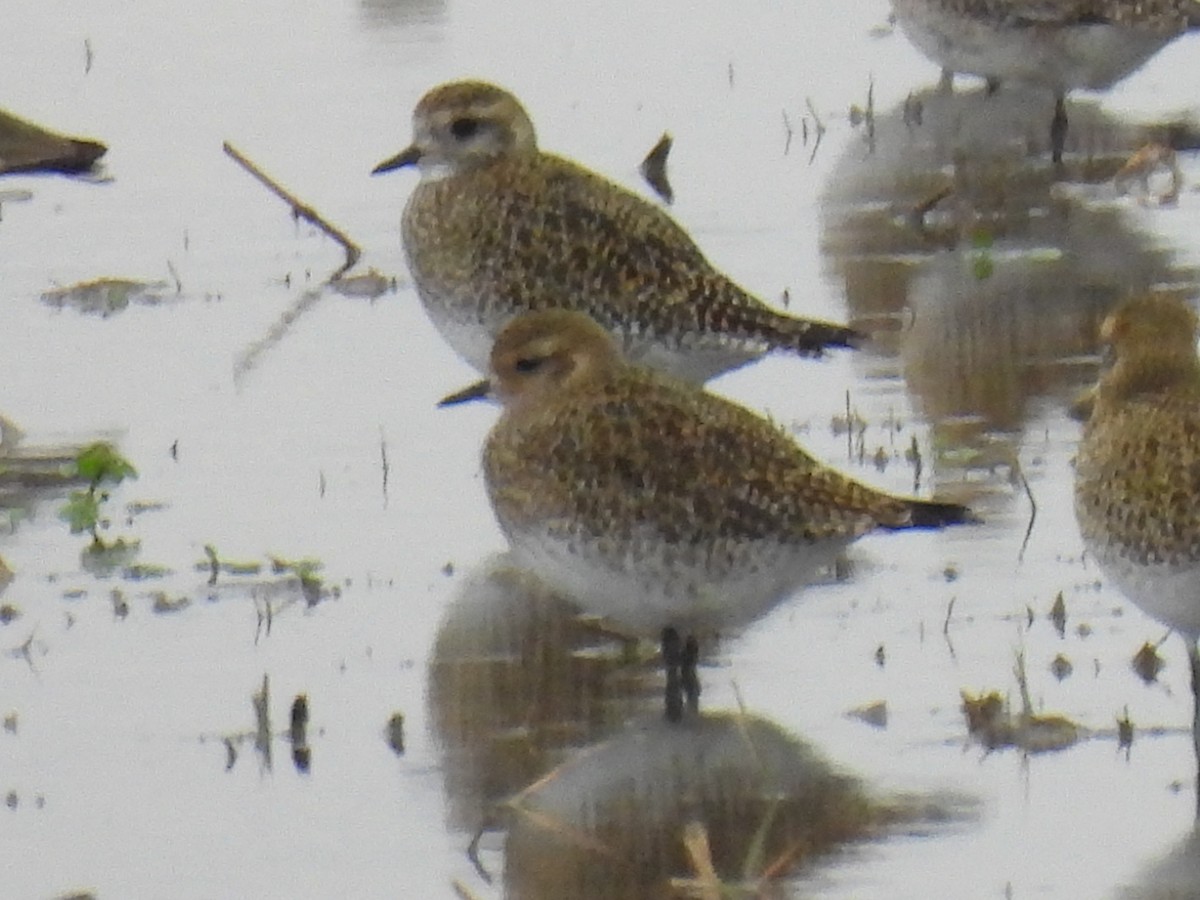 Сивка звичайна - ML646833088