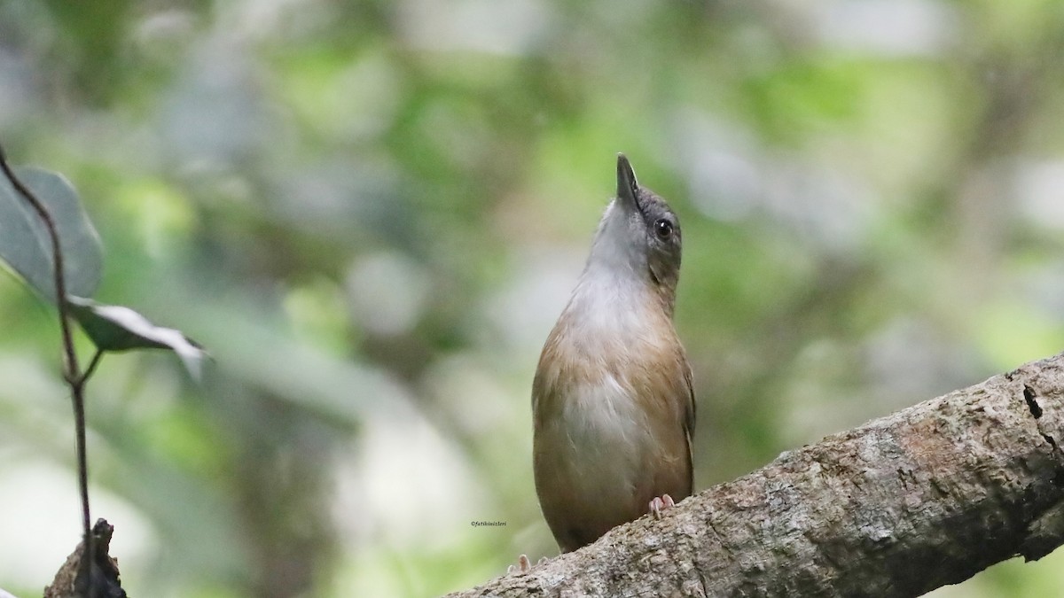 Rotschwanz-Mausdrossling - ML646833089