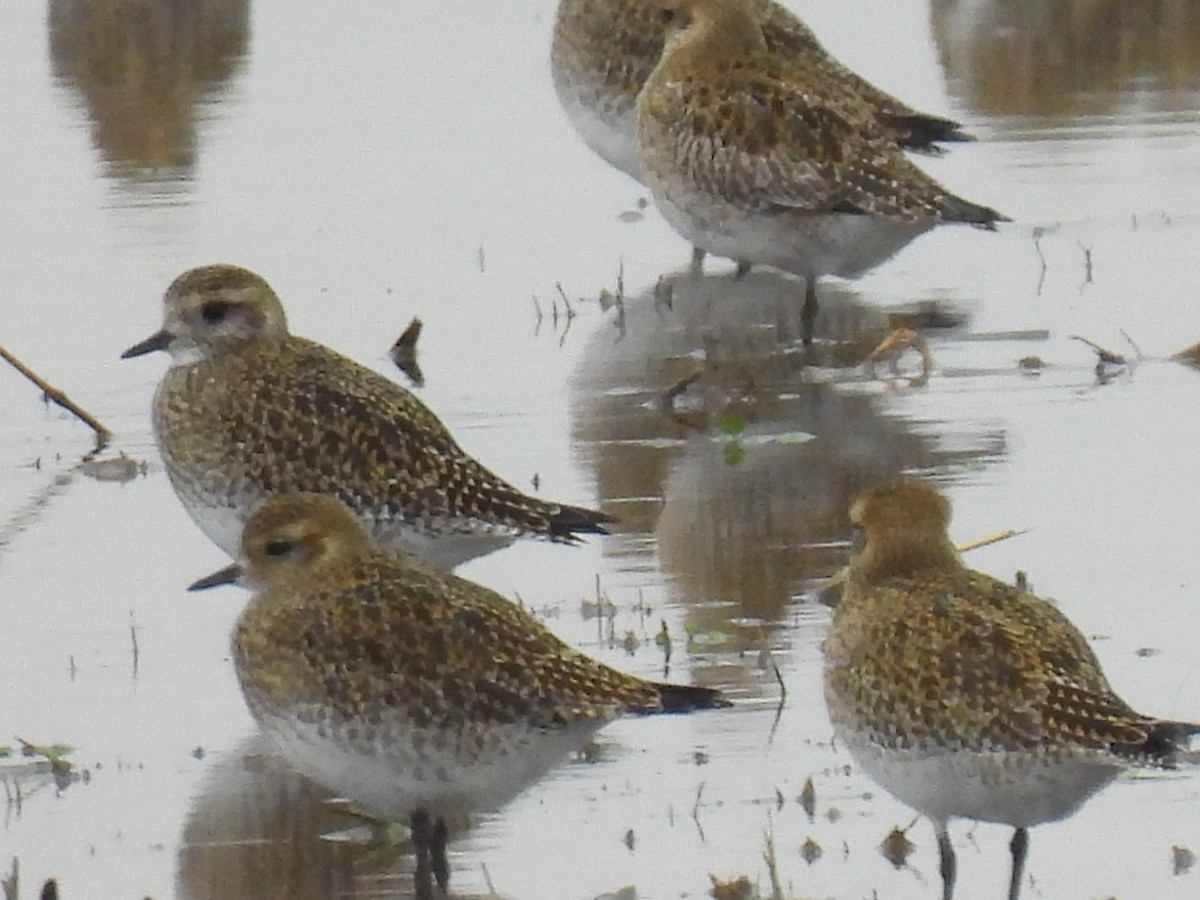 Сивка звичайна - ML646833090