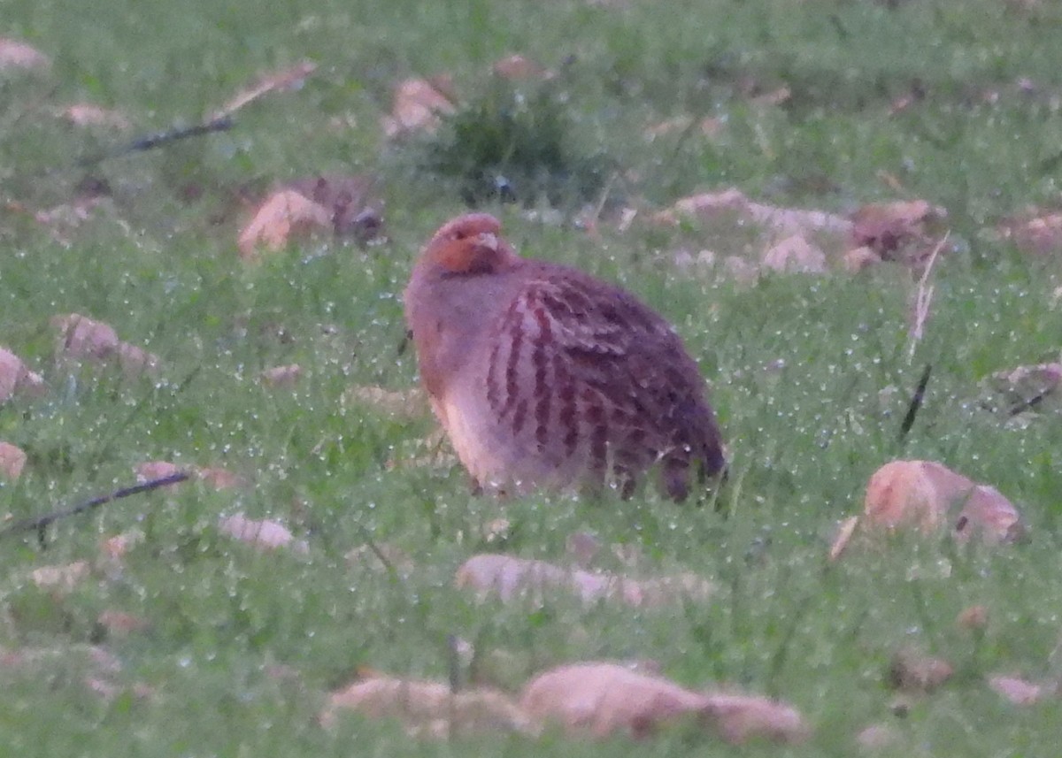 Eper grisa - ML646833093