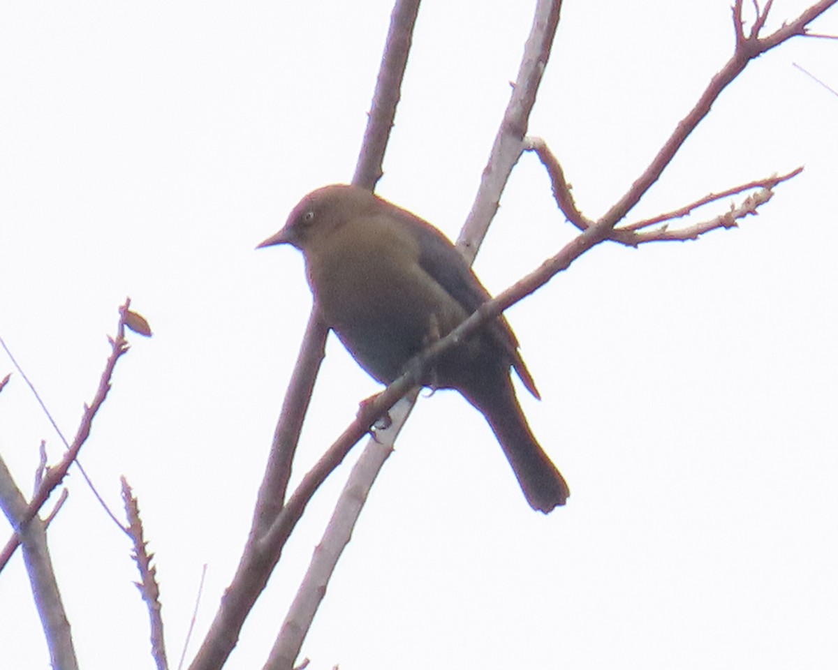 Roststärling - ML646833095