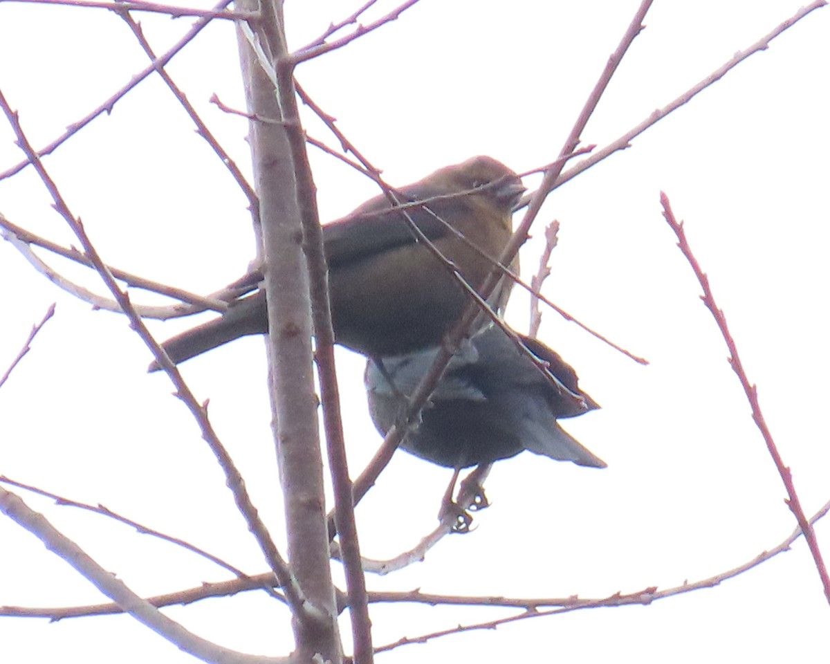 Roststärling - ML646833096