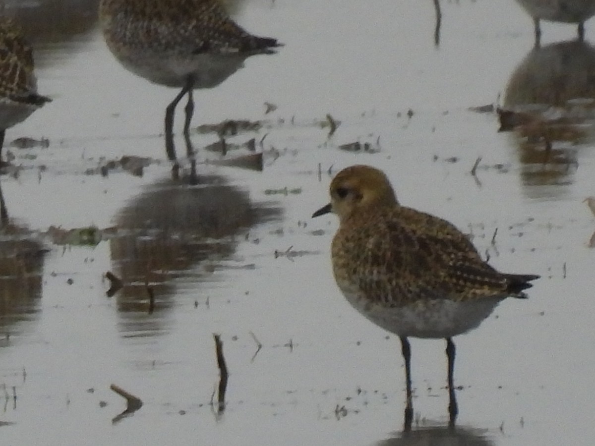 Сивка звичайна - ML646833097