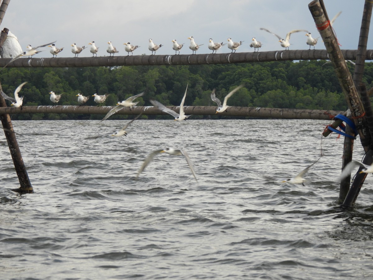 鳳頭燕鷗 - ML646833098