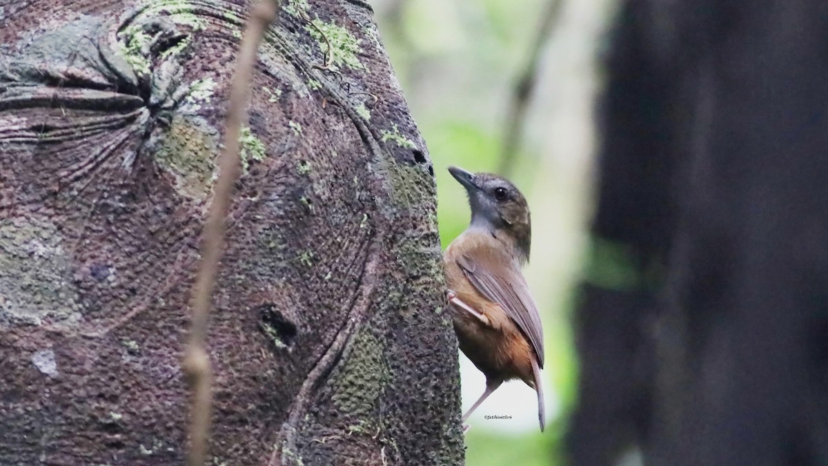 Rotschwanz-Mausdrossling - ML646833099