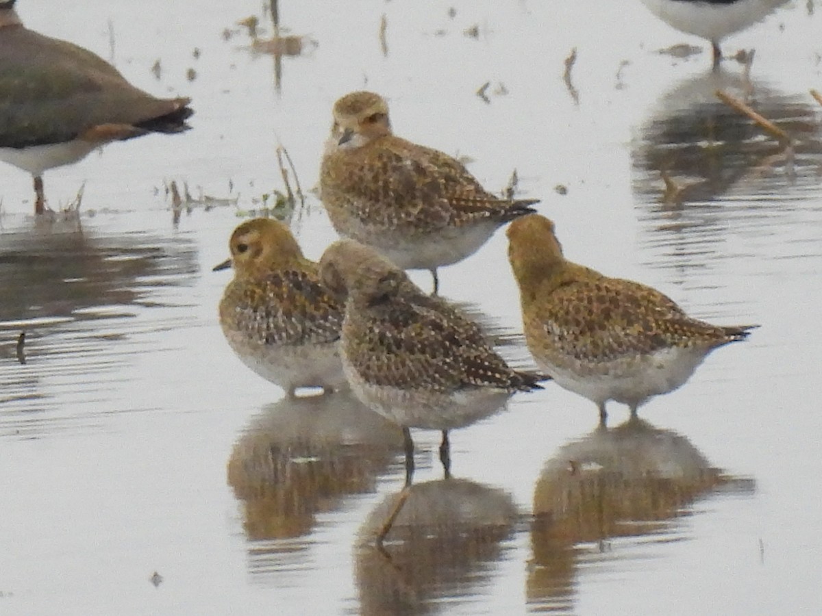 Сивка звичайна - ML646833101