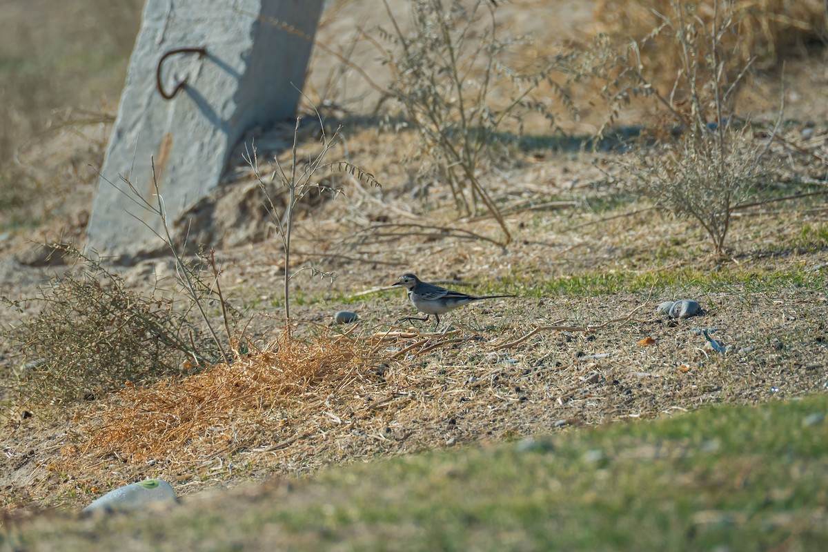 White Wagtail - ML646833102