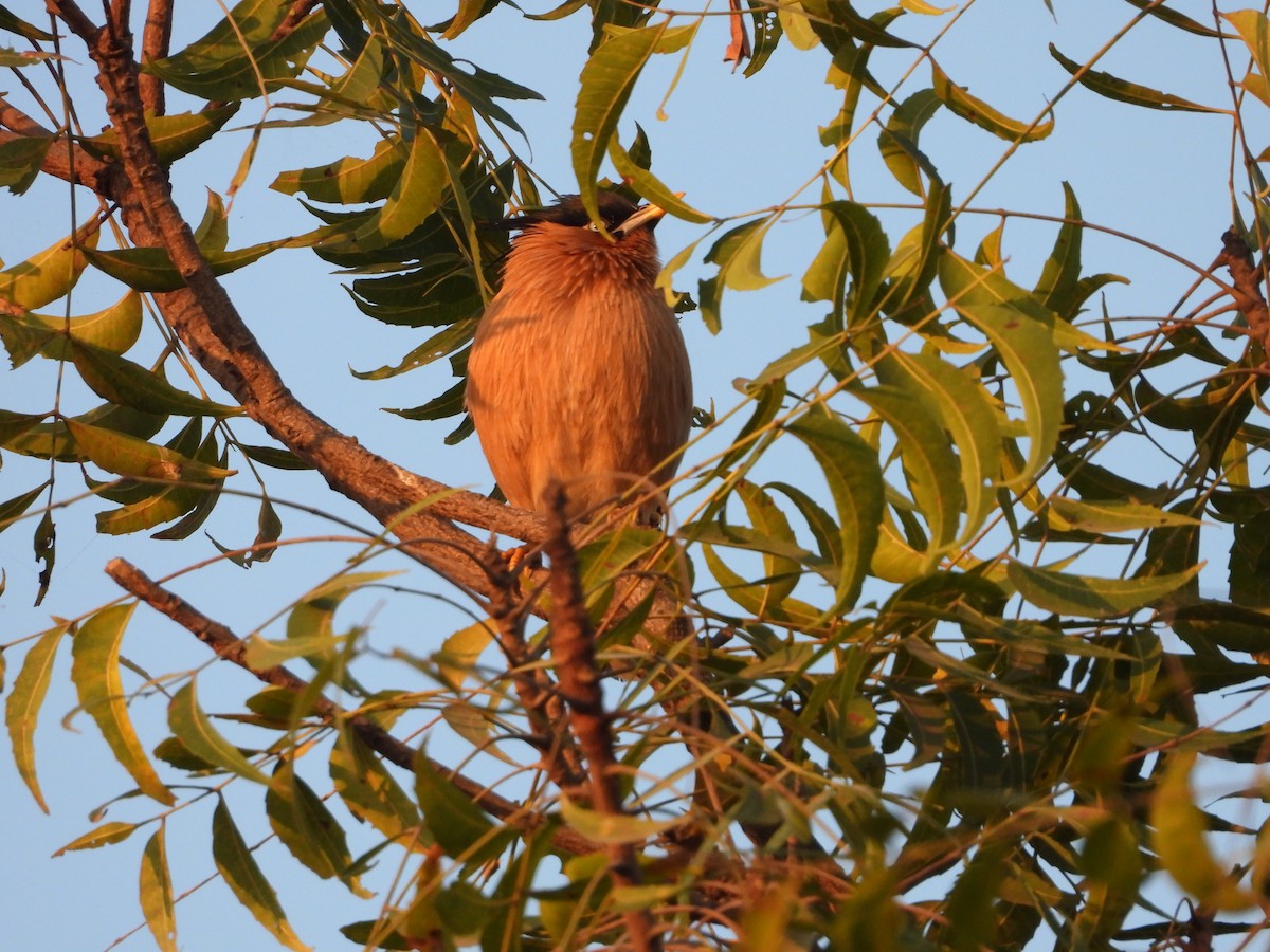 Brahminy Starling - ML646833107