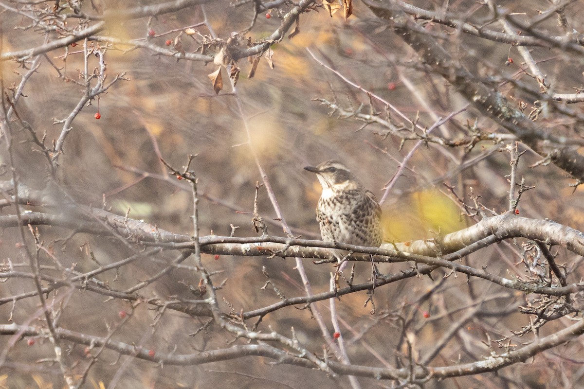Dusky Thrush - ML646833108