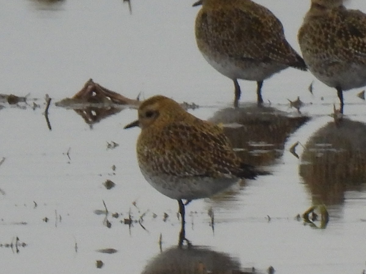 Сивка звичайна - ML646833109