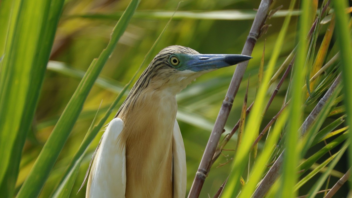 אנפית סוף - ML646833110